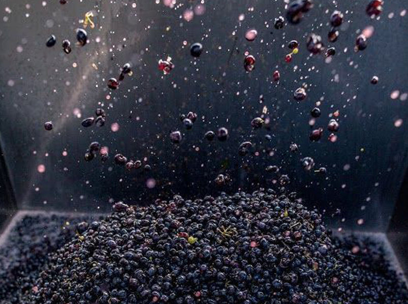 The Winemaking Process